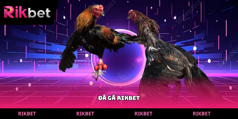 đá gà rikbet