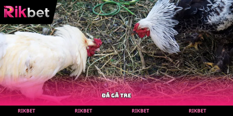 đá gà tre